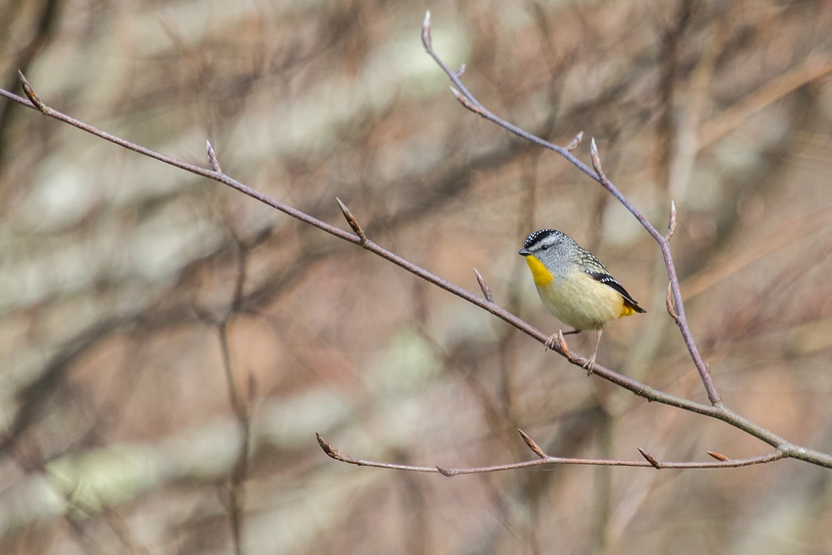 Fleckenpanthervogel (punctatus) - ML111691671