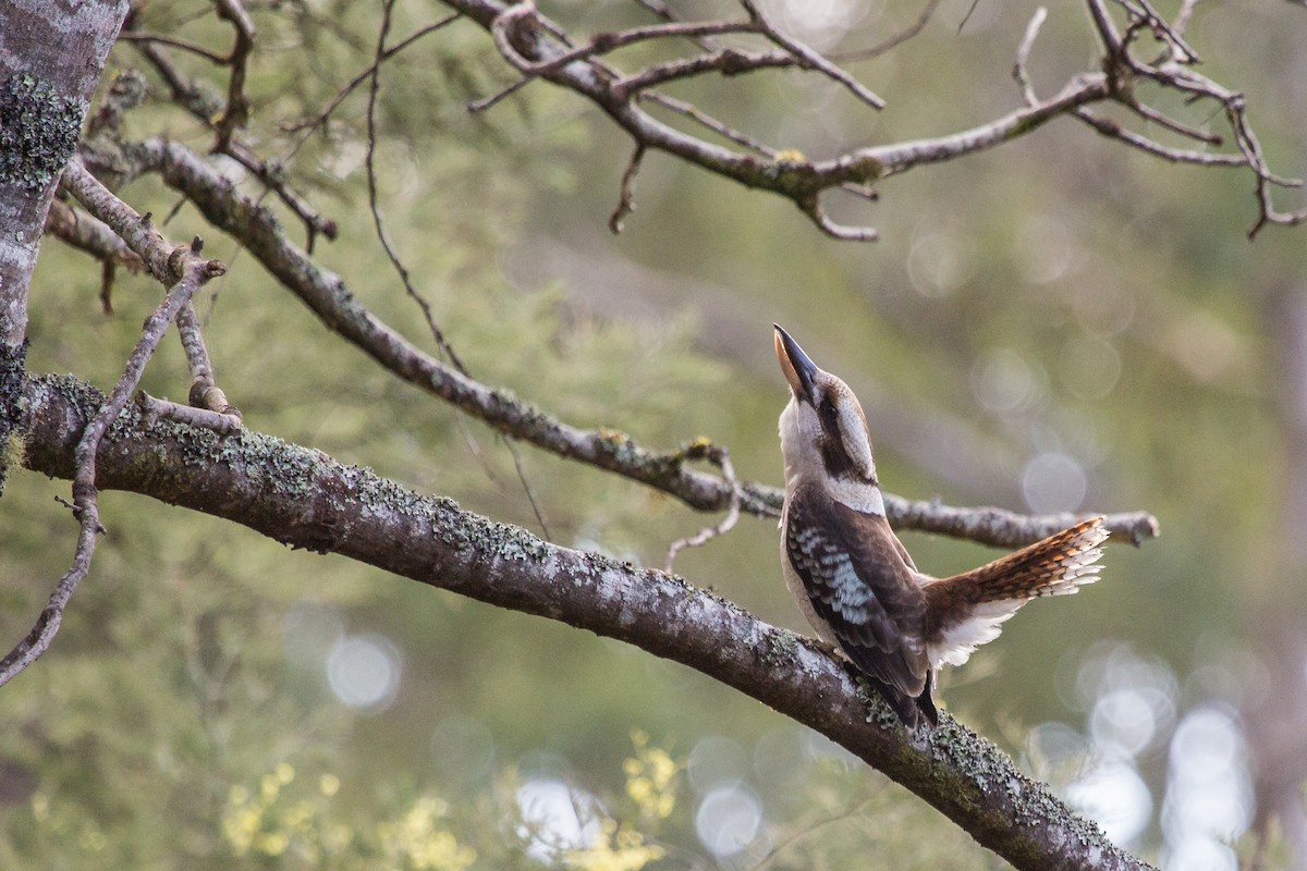 Laughing Kookaburra - Ramit Singal