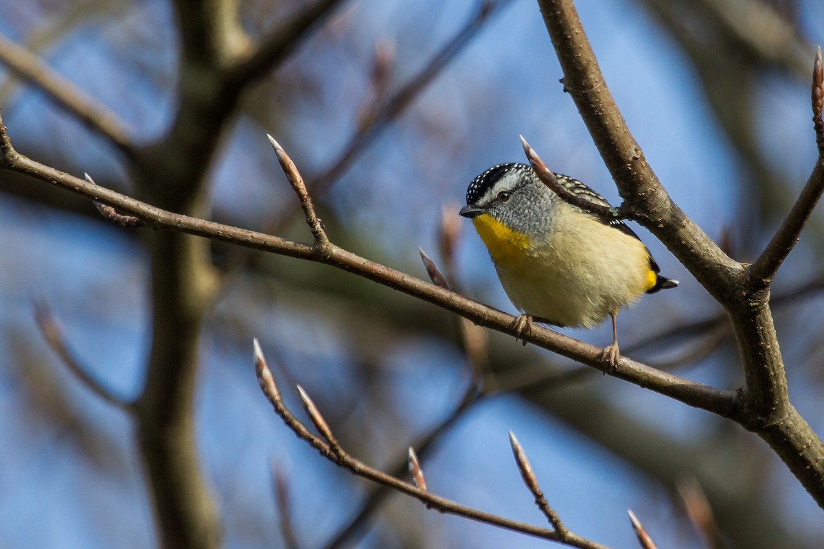 Pardalote Moteado (punctatus) - ML111691731