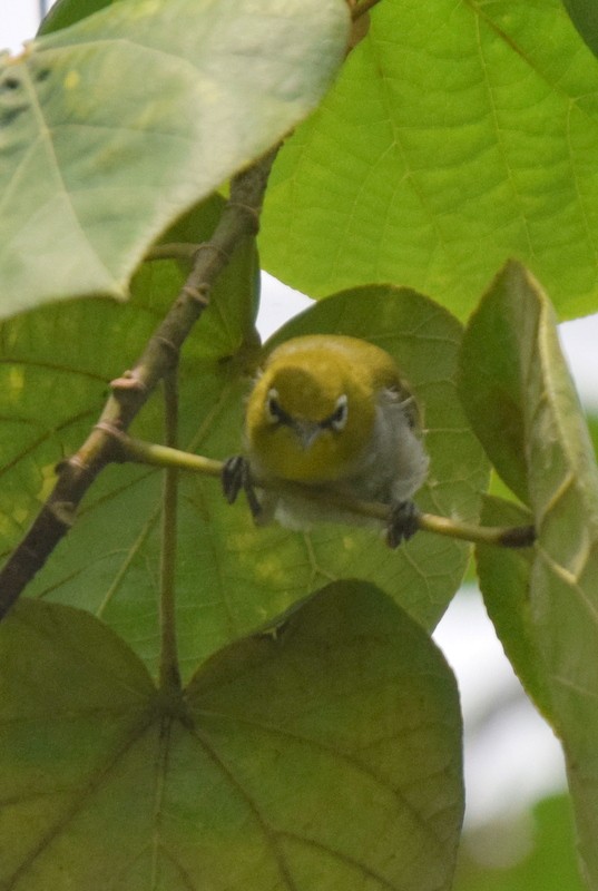 Swinhoe's White-eye - ML111693081