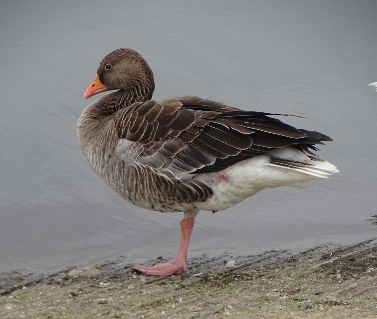 Graylag Goose - ML111693431