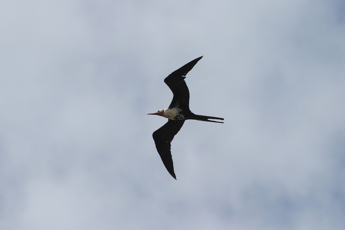 Lesser Frigatebird - ML111693641