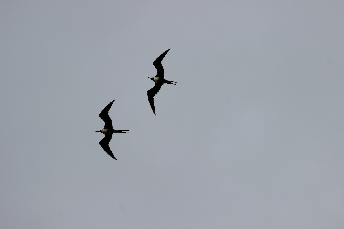 Lesser Frigatebird - ML111693651