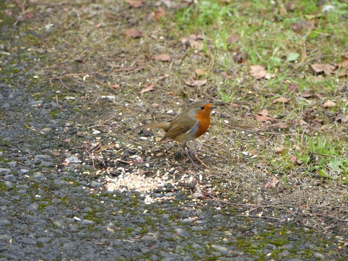 Өрнийн зээрд омруут - ML111693861