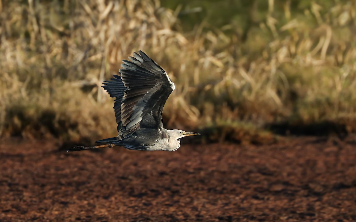 Pacific Heron - ML111696601