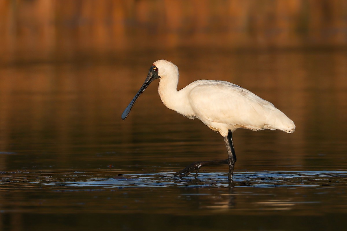 Royal Spoonbill - ML111696641