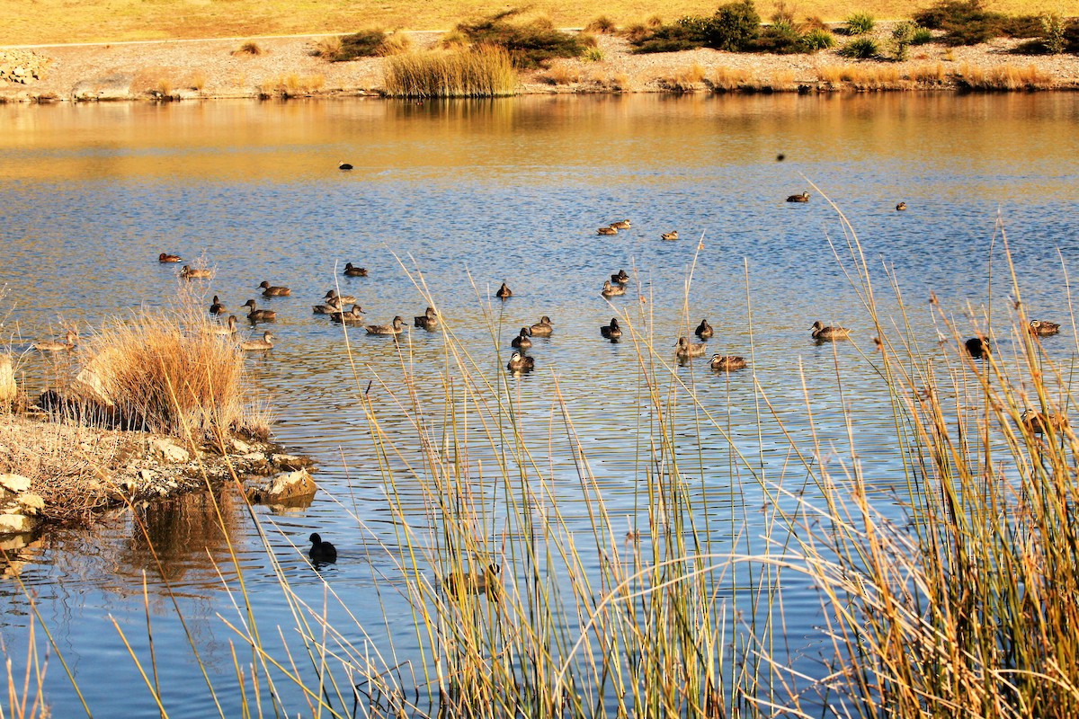 Freckled Duck - ML111696651