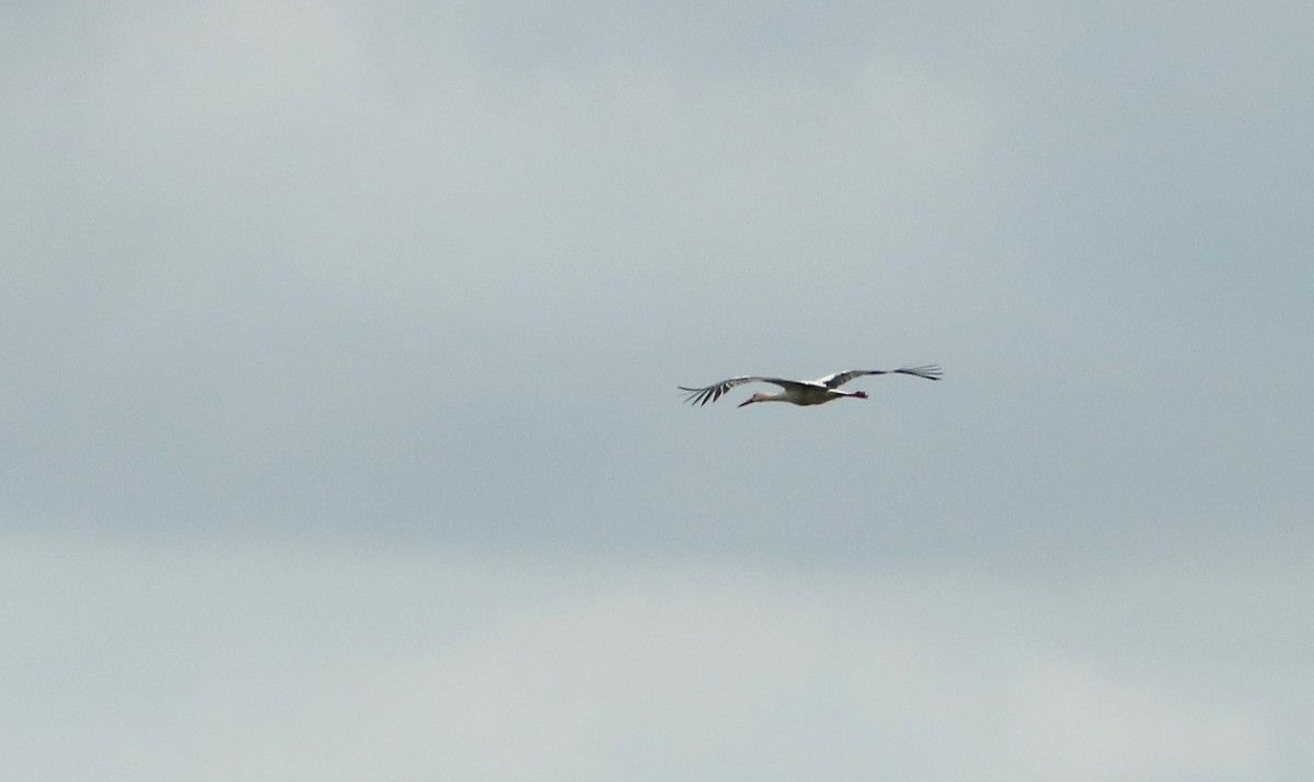 White Stork - ML111697101