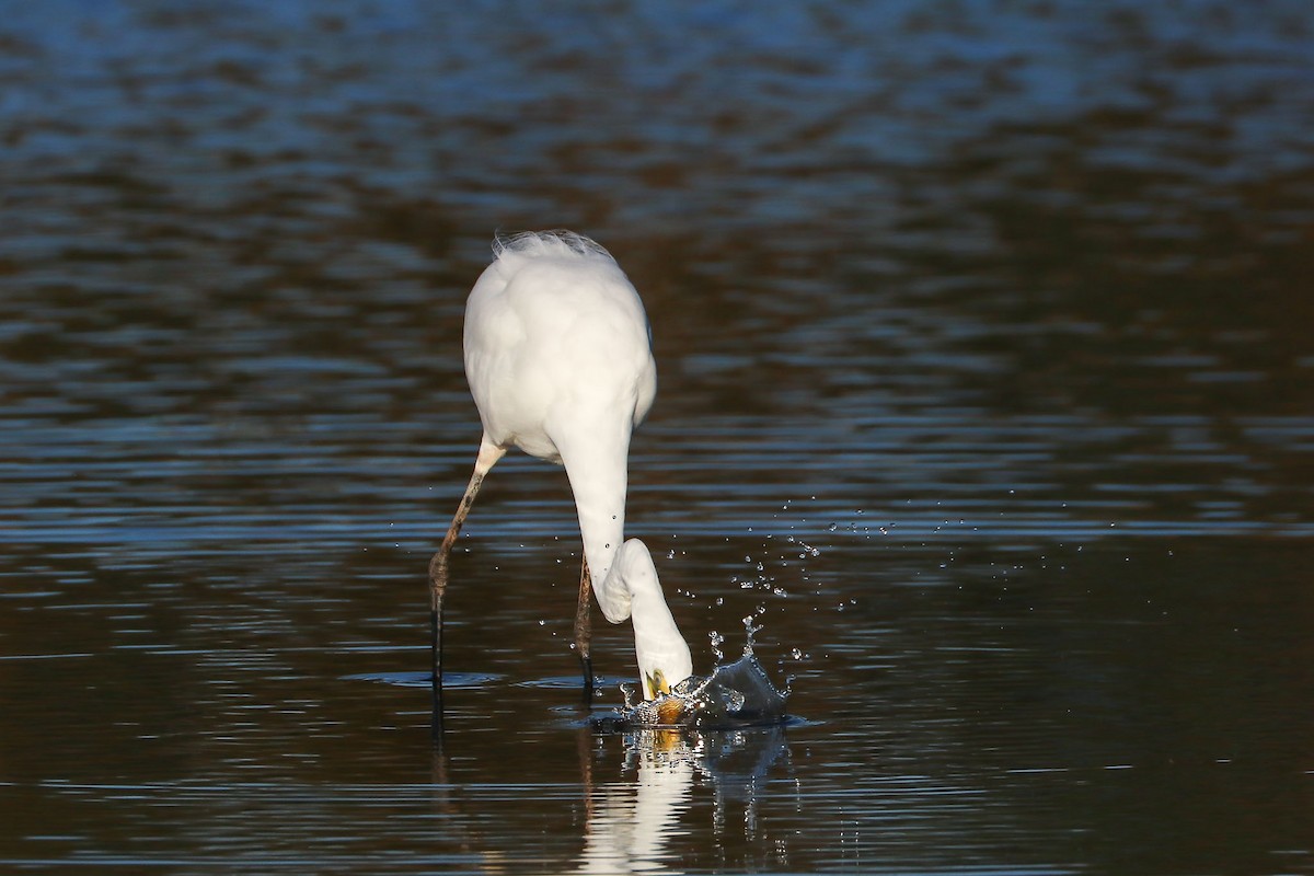 Great Egret - ML111697231