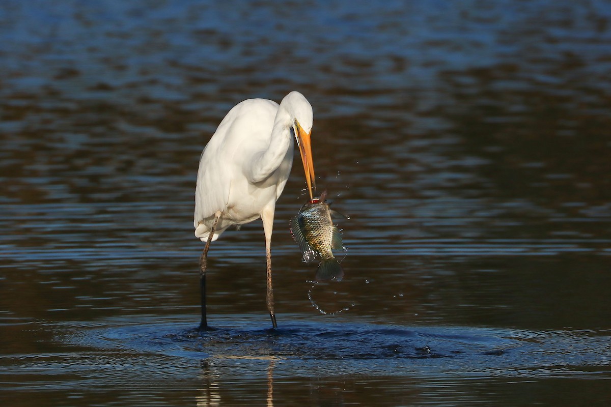 Great Egret - ML111697241