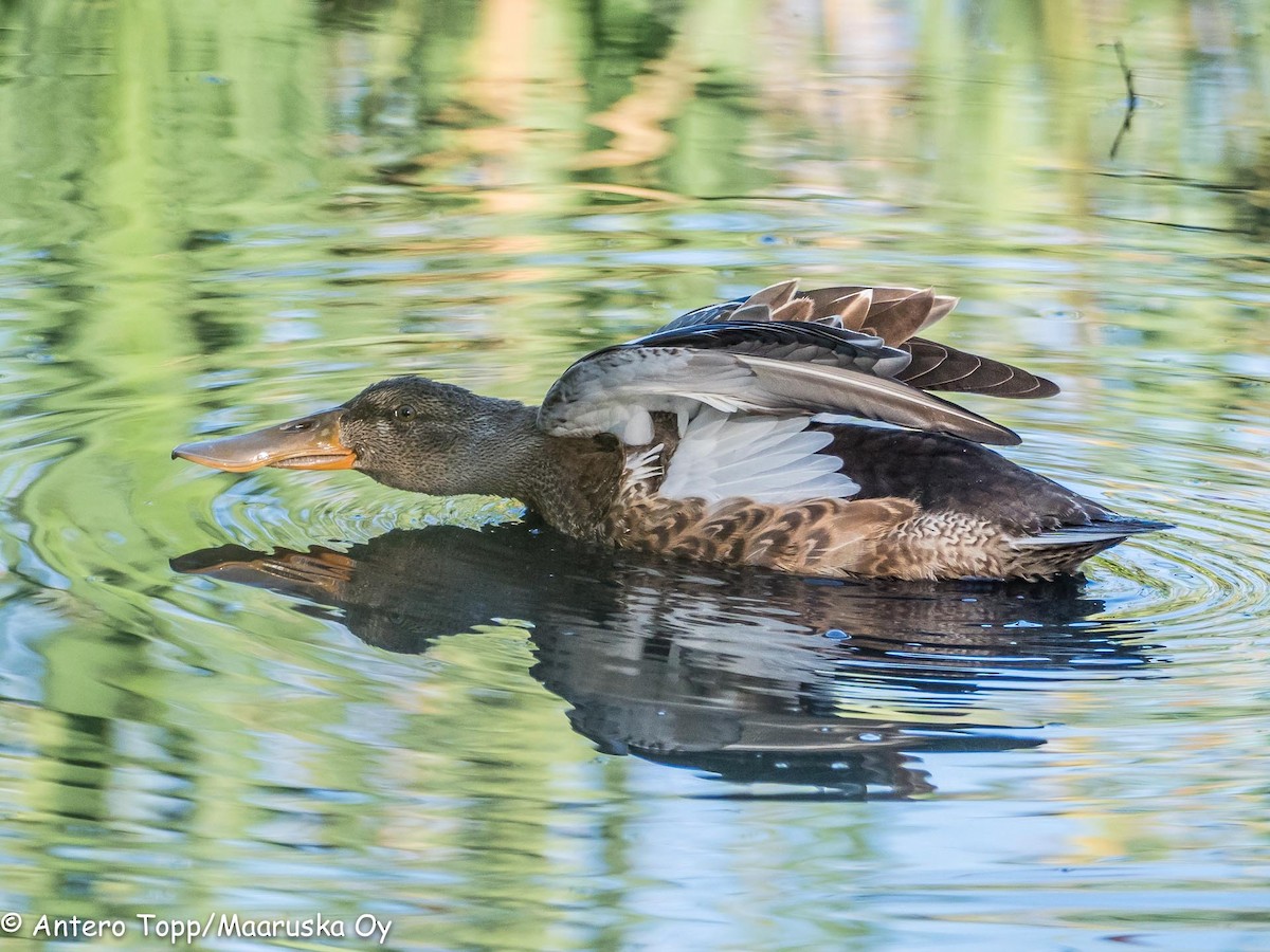 Canard souchet - ML111699061