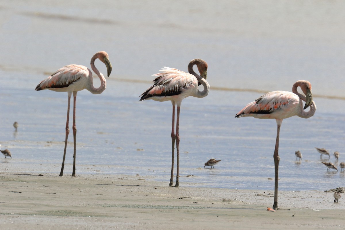 Amerika Flamingosu - ML111699701