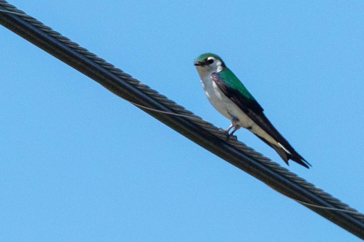 Violet-green Swallow - ML111701431