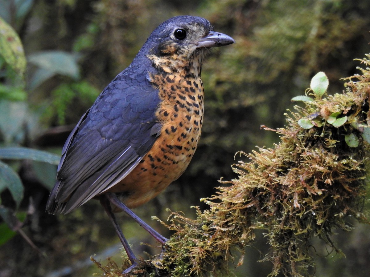 Undulated Antpitta - ML111701501