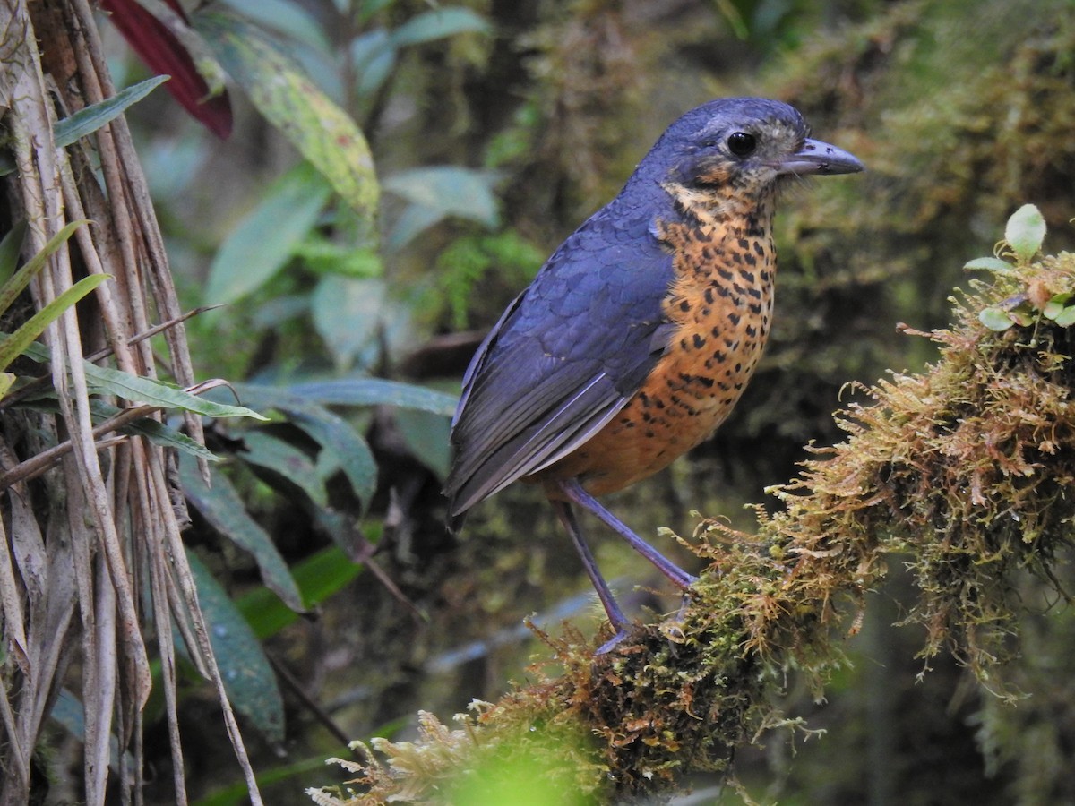 Undulated Antpitta - ML111701511