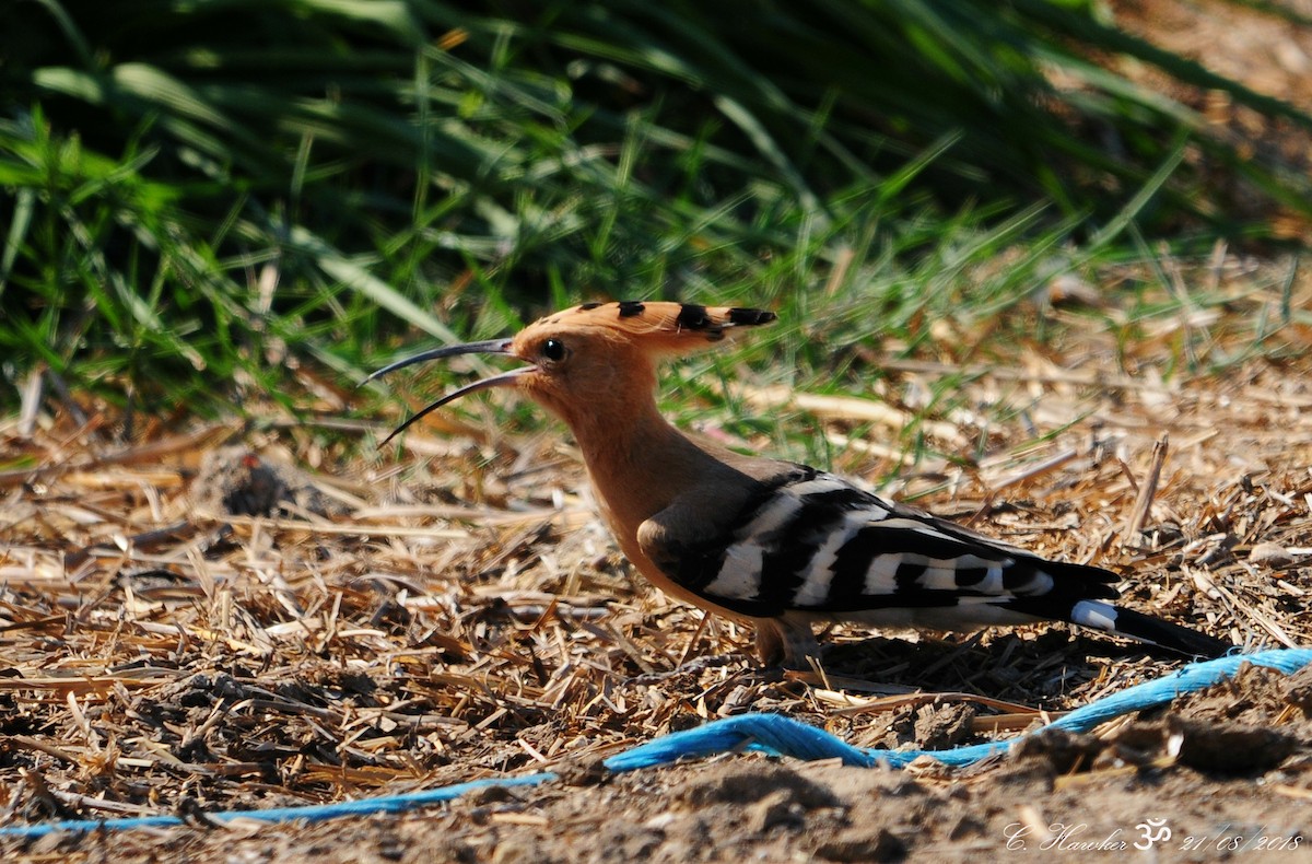 Eurasian Hoopoe - ML111701541