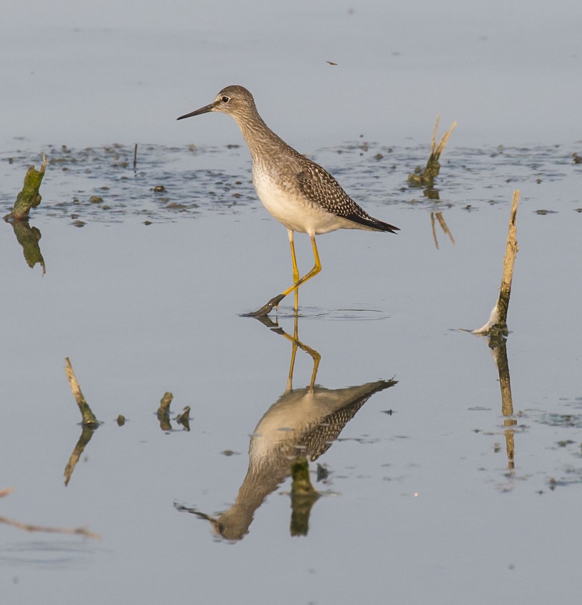 Lesser Yellowlegs - ML111701721