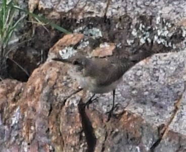 Rock Wren - ML111702461