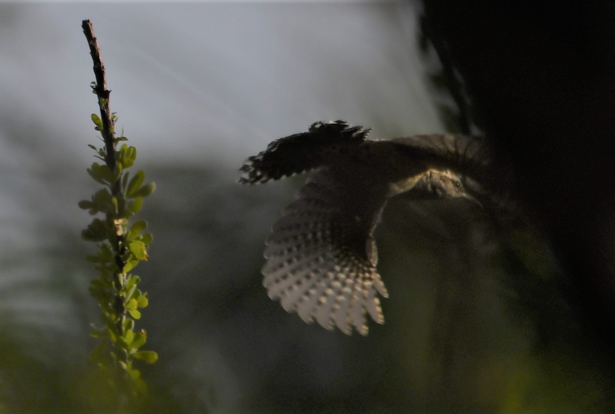 Cactus Wren - ML111702531