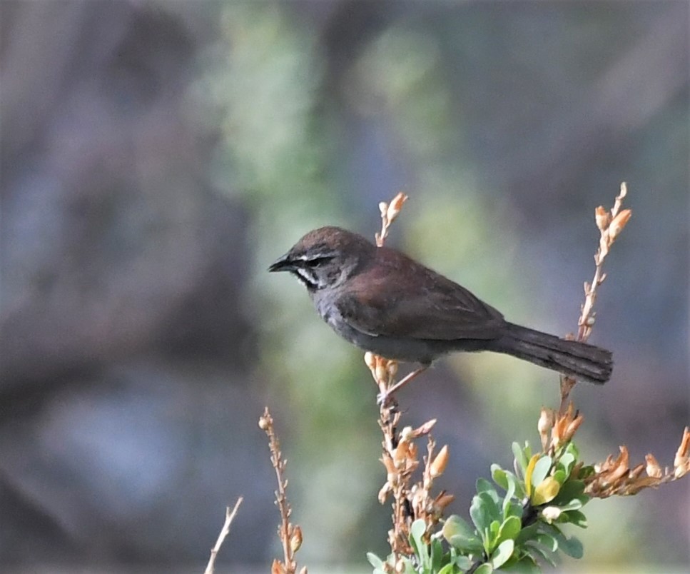 Five-striped Sparrow - ML111702621