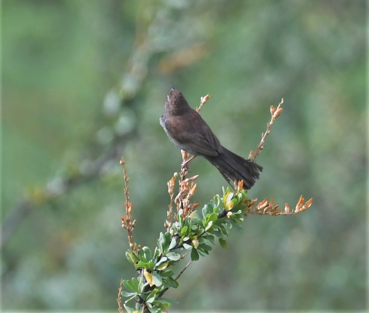 Five-striped Sparrow - ML111702631