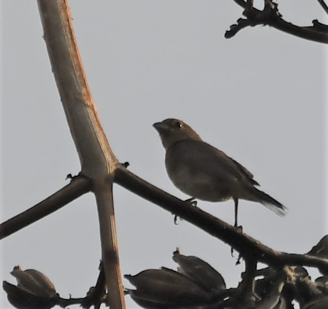 Varied Bunting - ML111702691