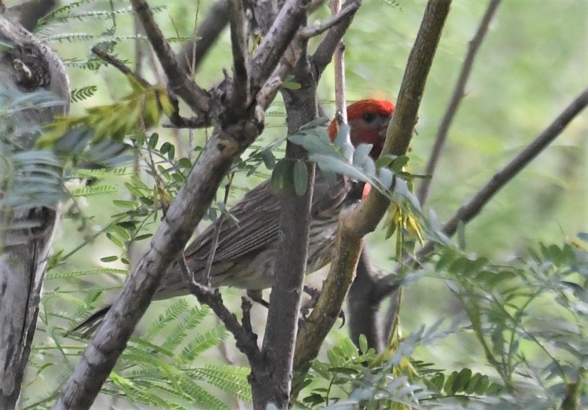 House Finch - ML111702731