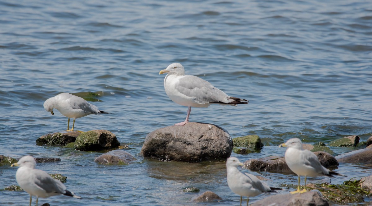 Herring Gull - ML111703221