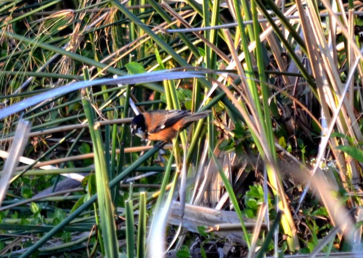 Rusty-collared Seedeater - ML111705061