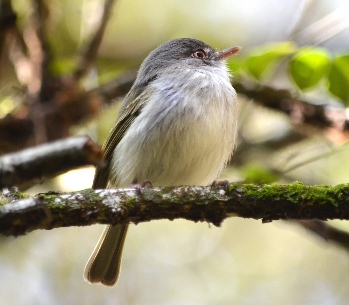 ギンバラコビトドリモドキ - ML111705691