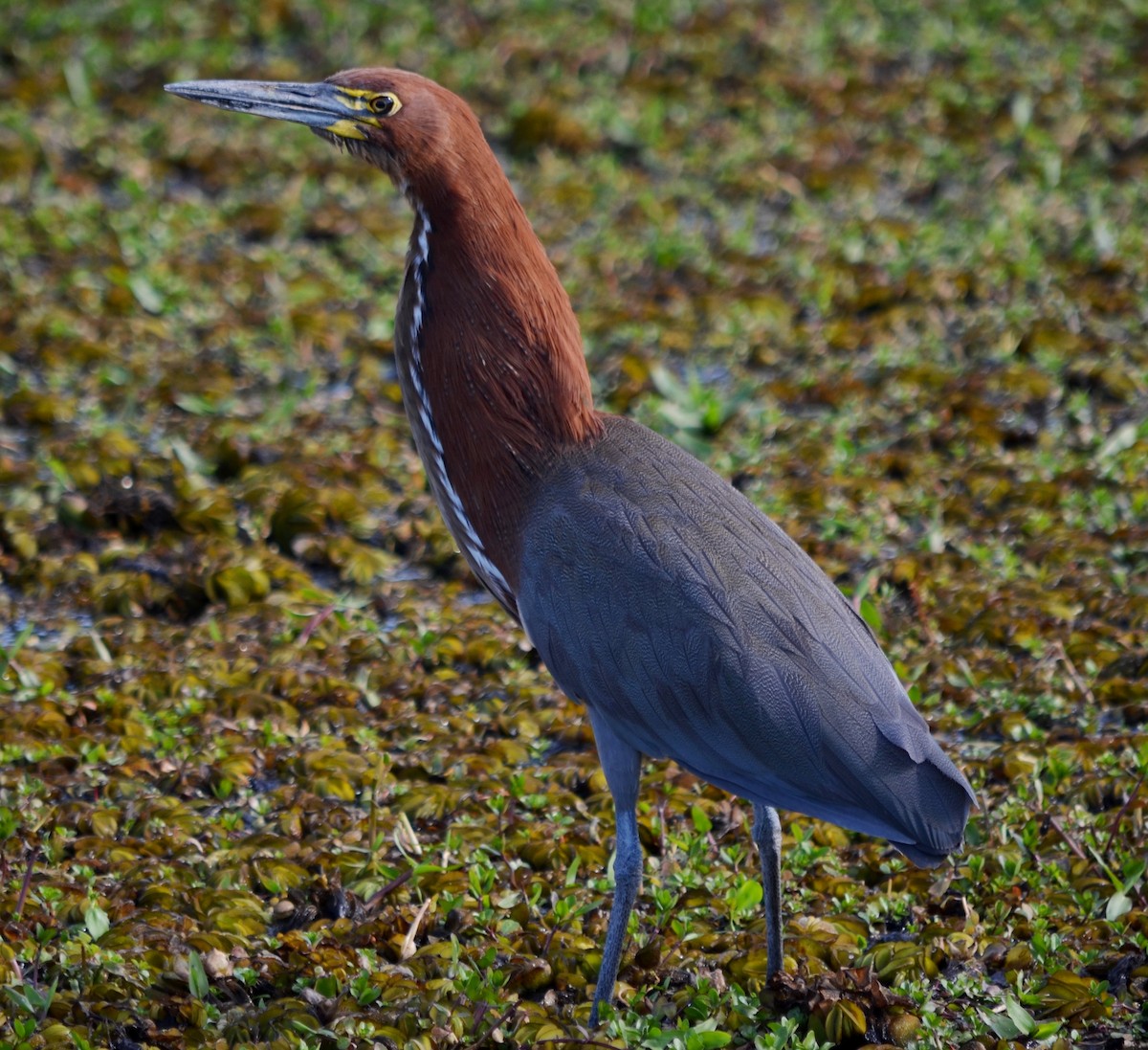 Rufescent Tiger-Heron - ML111705791