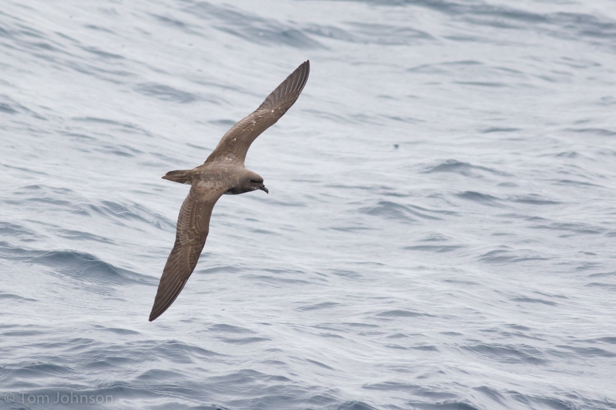 Trindade Petrel - ML111706531