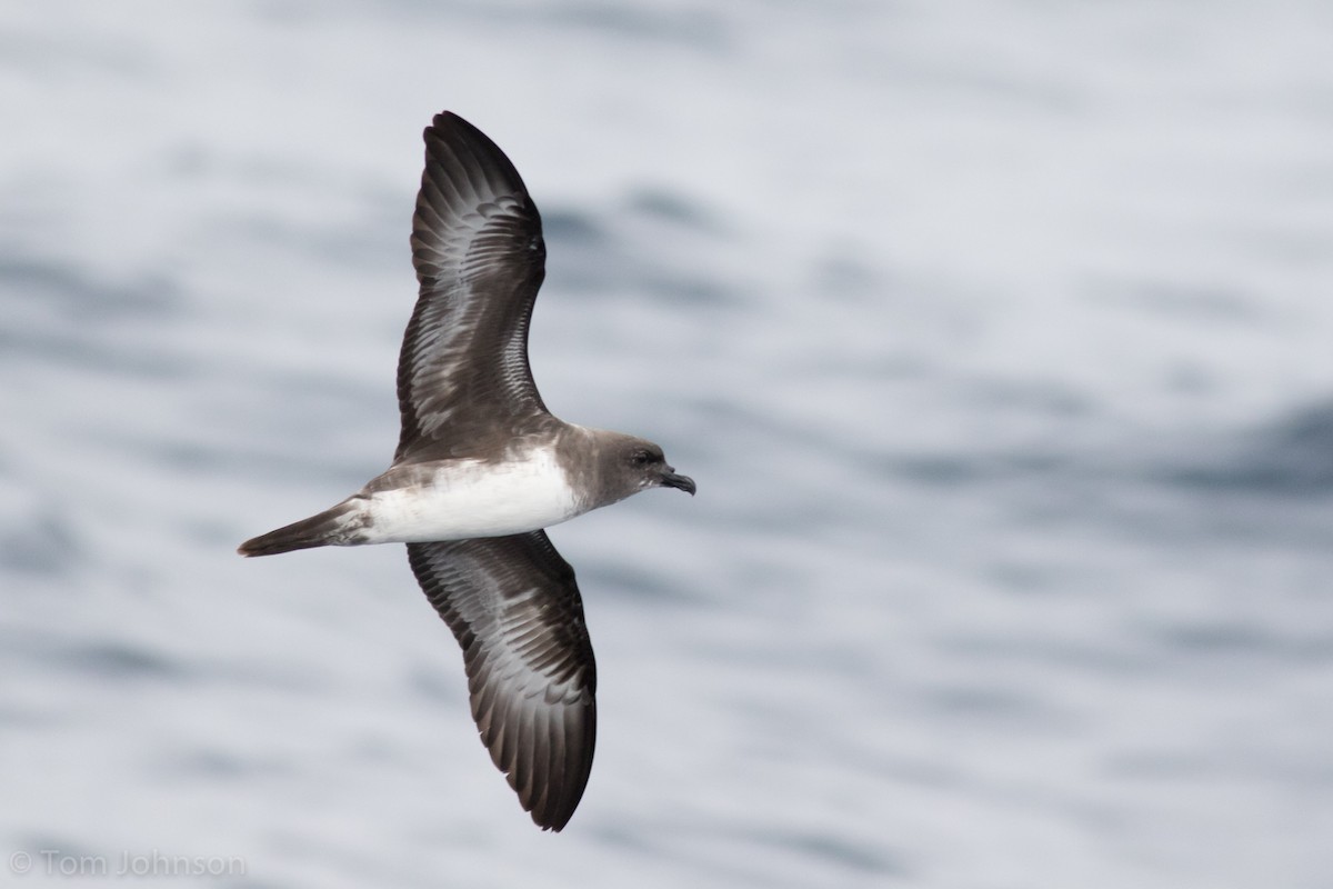 Trindade Petrel - Tom Johnson