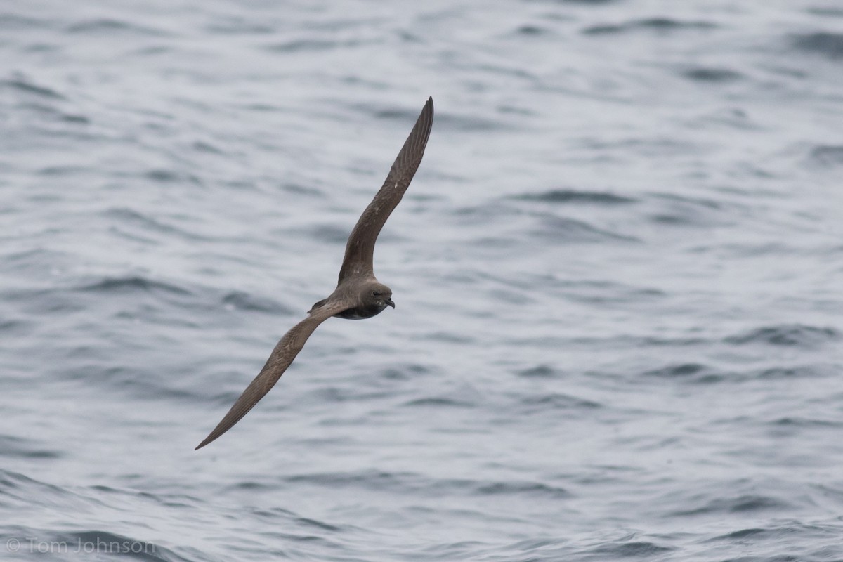 Trindade Petrel - ML111706551