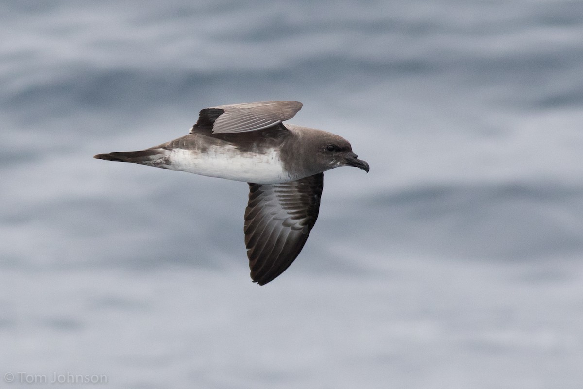 Trindade Petrel - Tom Johnson