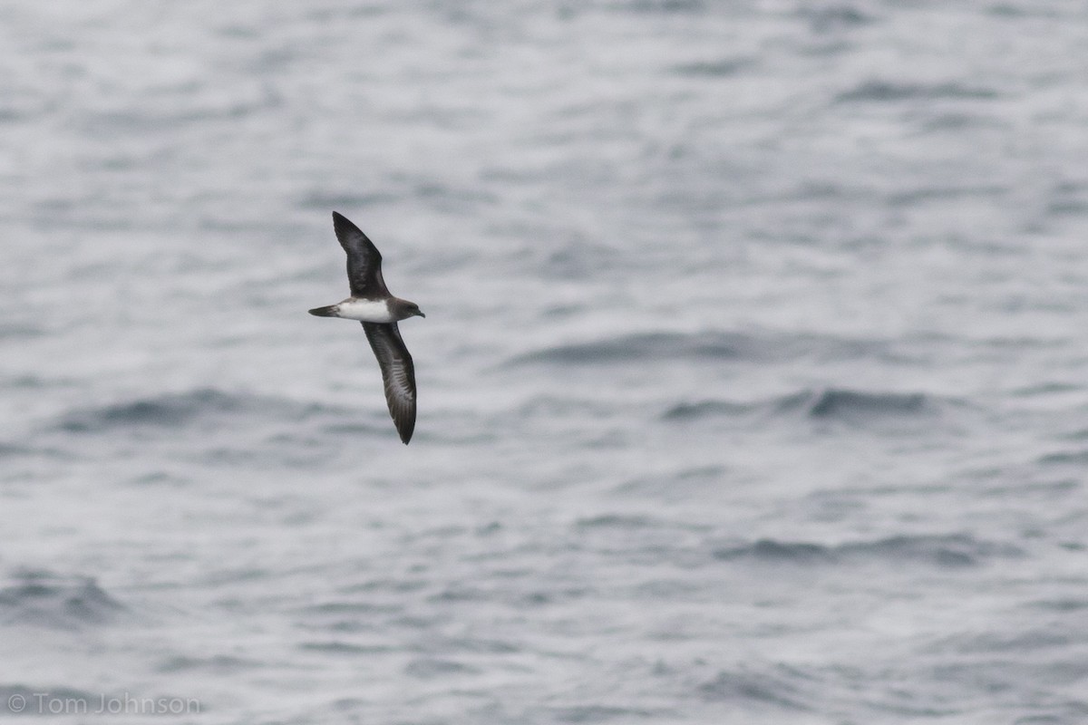 Trindade Petrel - ML111706591