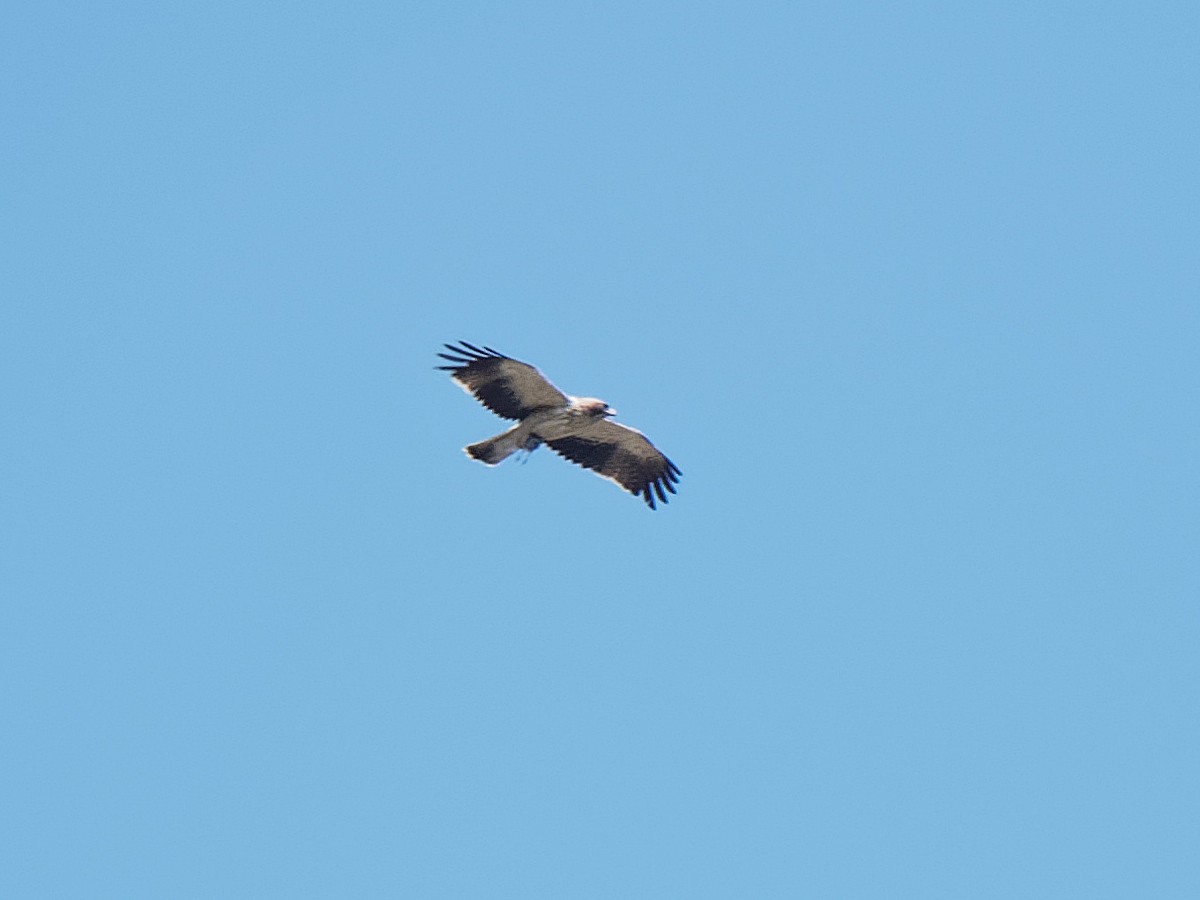 Booted Eagle - Joost Limburg