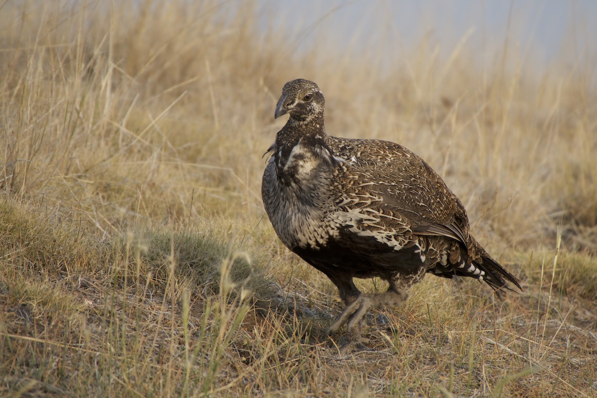 Gallo de las Artemisas Grande - ML111708361