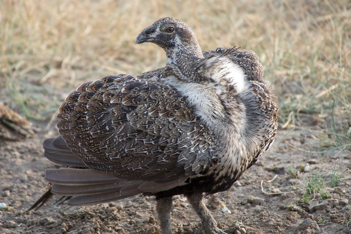 Greater Sage-Grouse - Mark Penninger