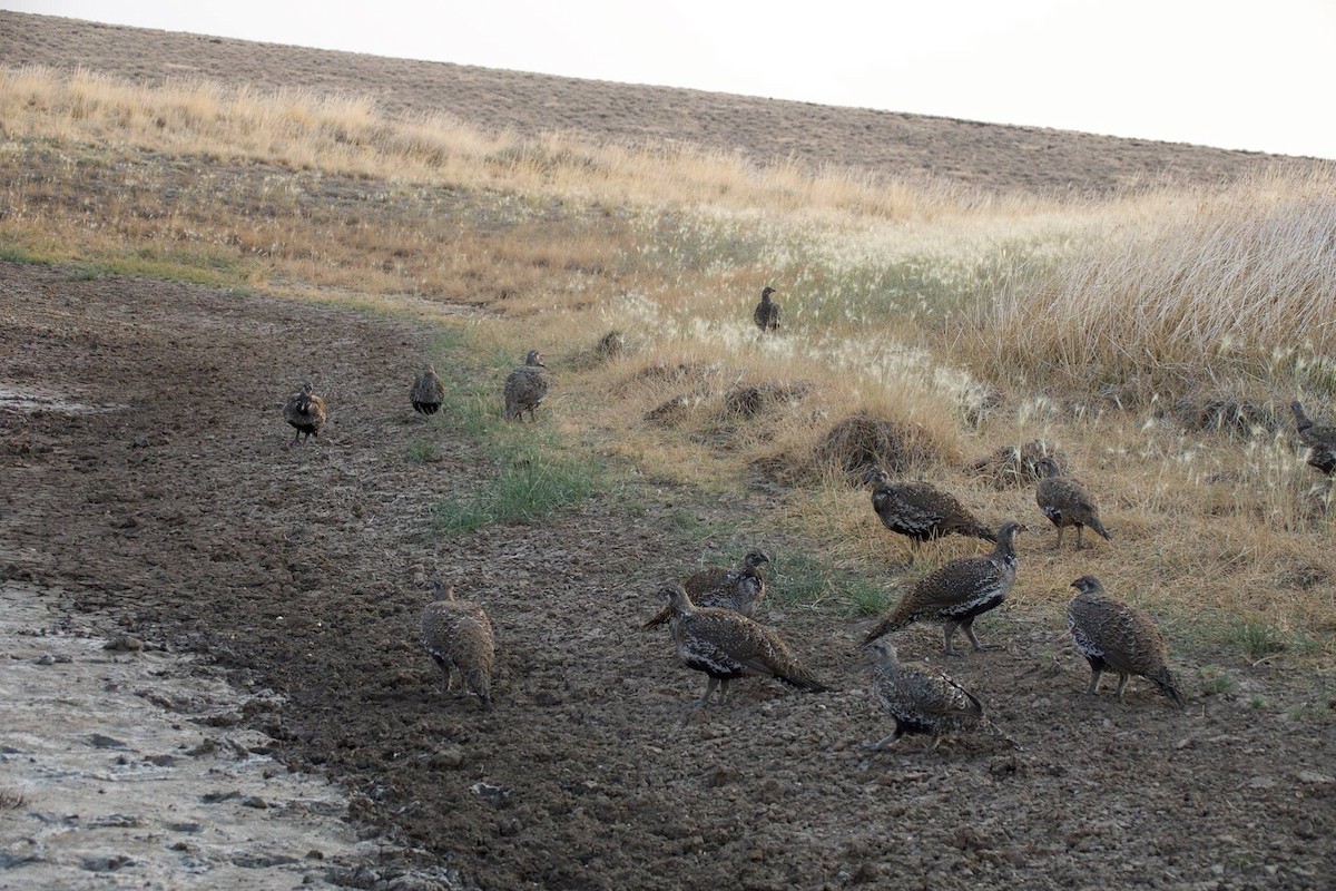 Greater Sage-Grouse - Mark Penninger