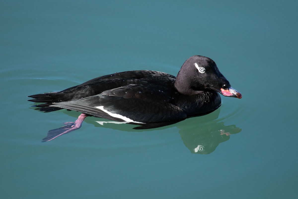 White-winged Scoter - ML111709681