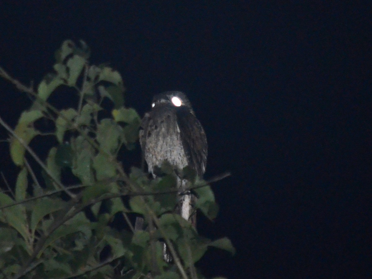 Common Potoo - Valentin Zarate