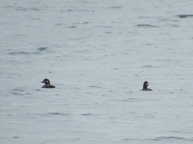 Harlequin Duck - ML111710461