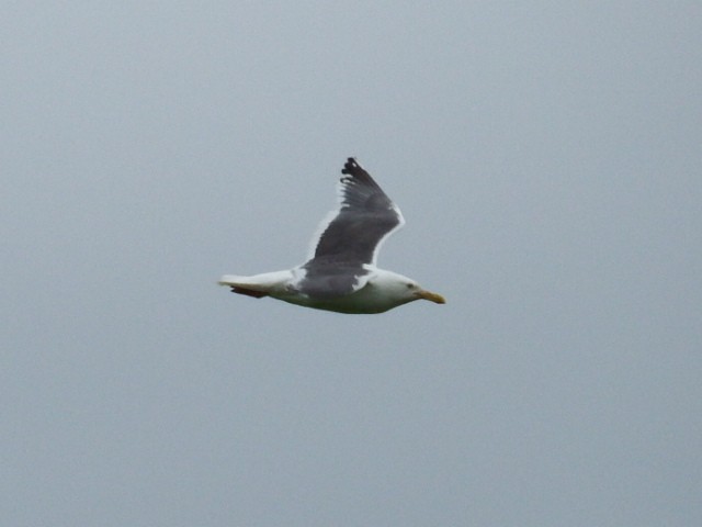 Slaty-backed Gull - Chris Rurik