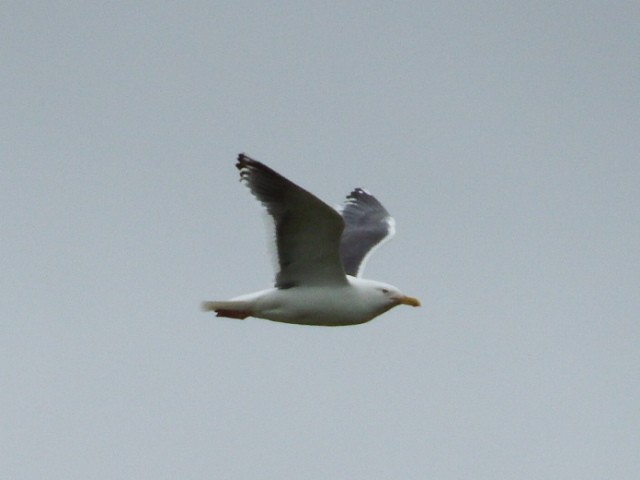 Gaviota de Kamchatka - ML111710501