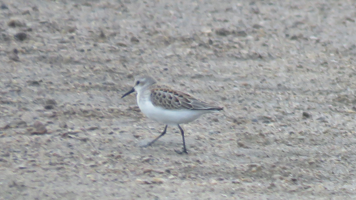 Bergstrandläufer - ML111710821