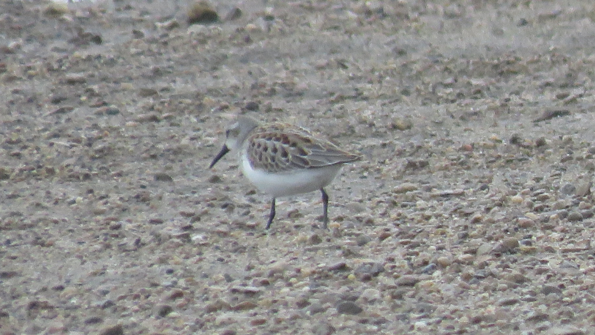 Western Sandpiper - ML111710831