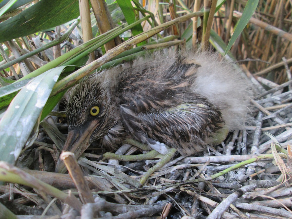 Black-crowned Night Heron - ML111711031