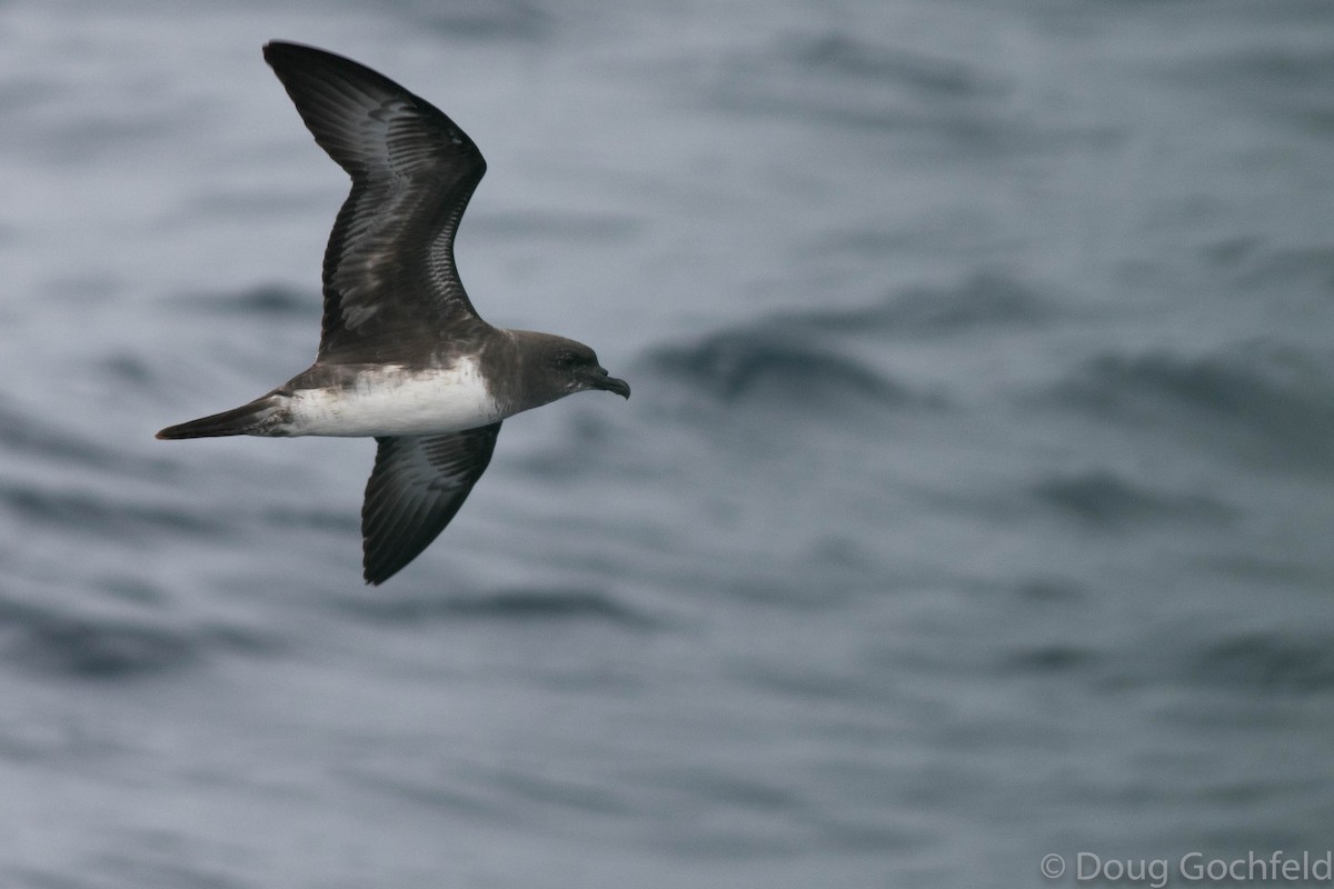 Trindade Petrel - Doug Gochfeld