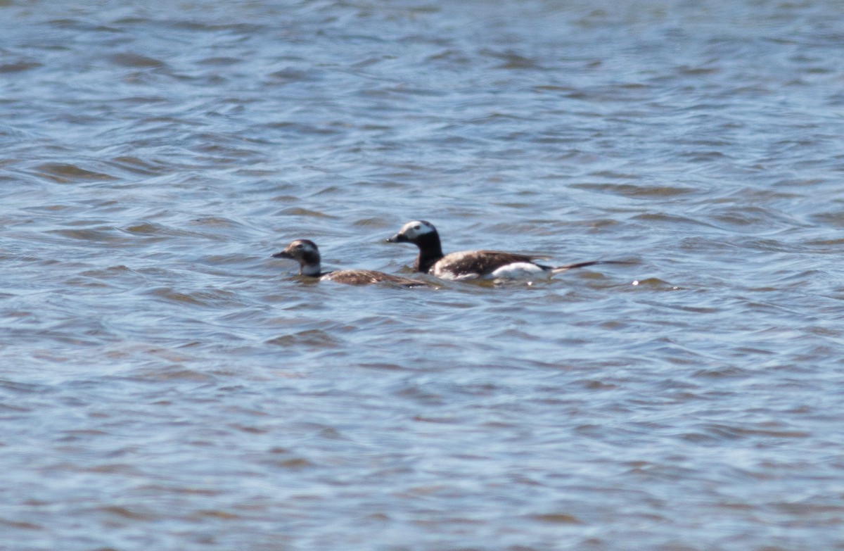 Long-tailed Duck - ML111712471
